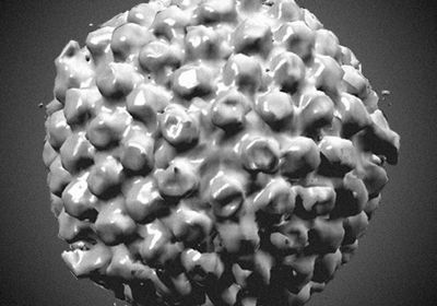 New insights reveal how herpesvirus infiltrates the nervous system.