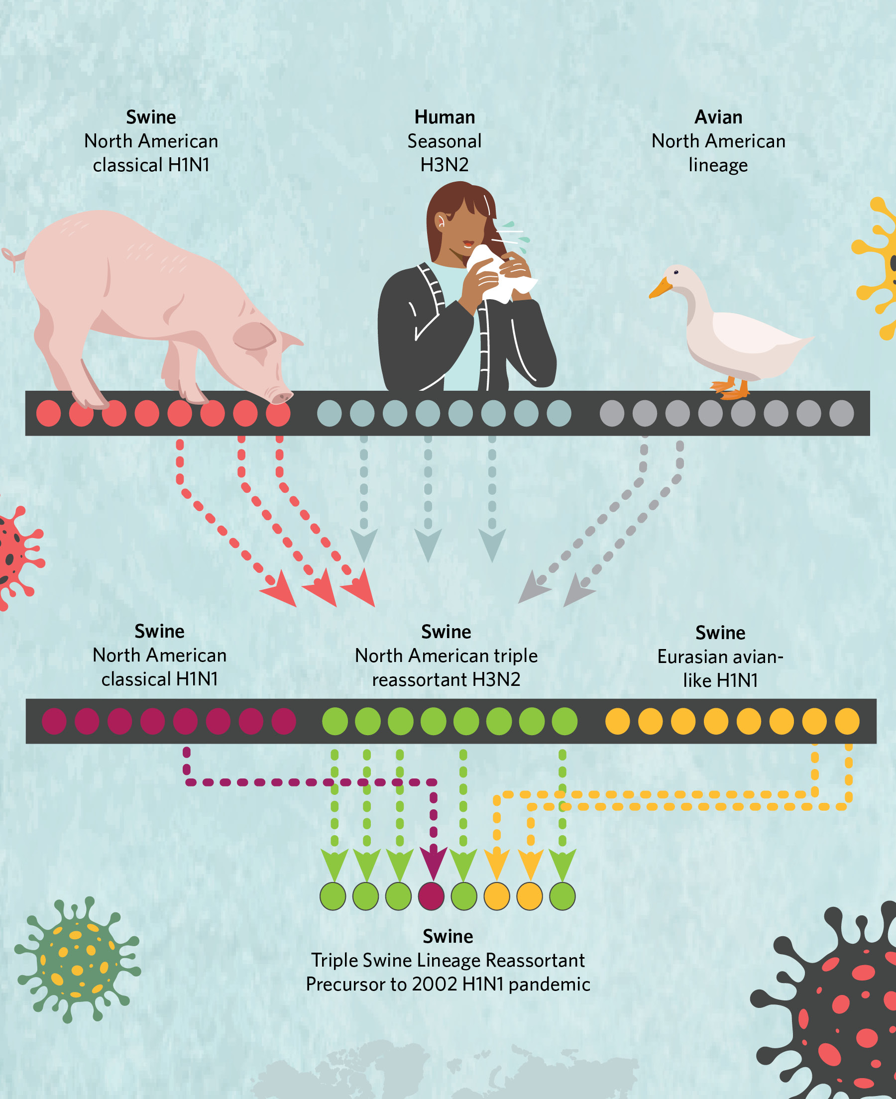 Infographic: How H1N1 Came to Spark a Pandemic in 2009 | TS Digest ...