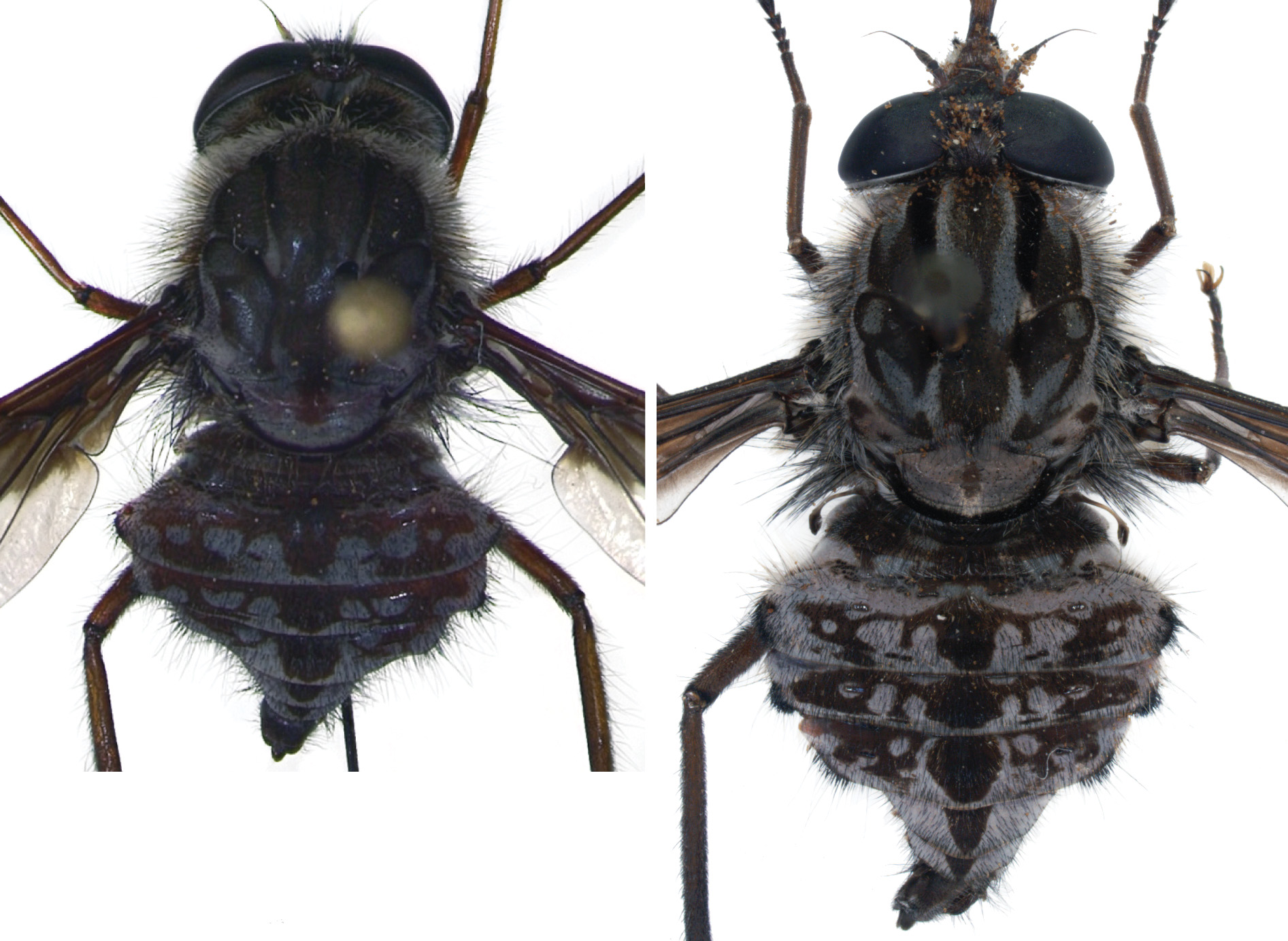 Researchers Identify Novel Long-Tongued Fly Species, TS Digest