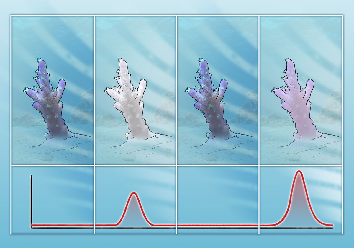 Infographic: How Corals Remember the Past, Prepare for the Future