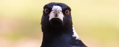 Altruism in Birds? Magpies Have Outwitted Scientists by Helping Each ...