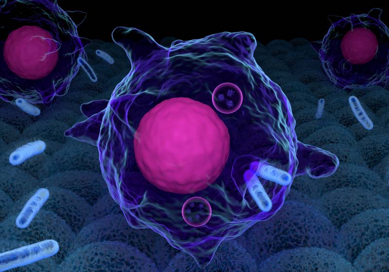 hypothesis of bacterial growth