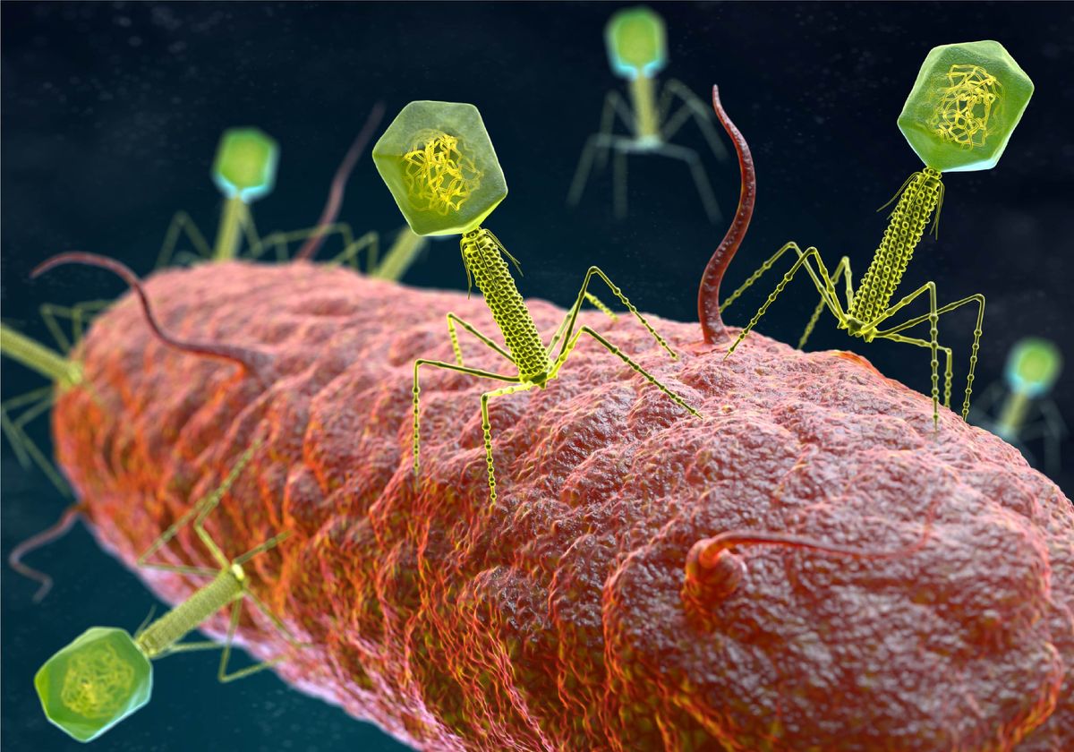 Bacteria Set Off Viral “Bombs” Inside Neighbors | The Scientist