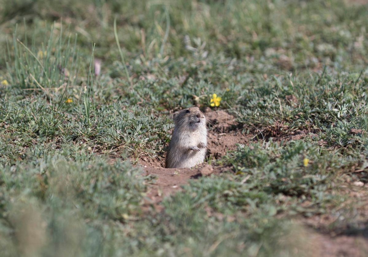 Voles Trim Tall Grass to Prevent Attacks - Vimarsana News