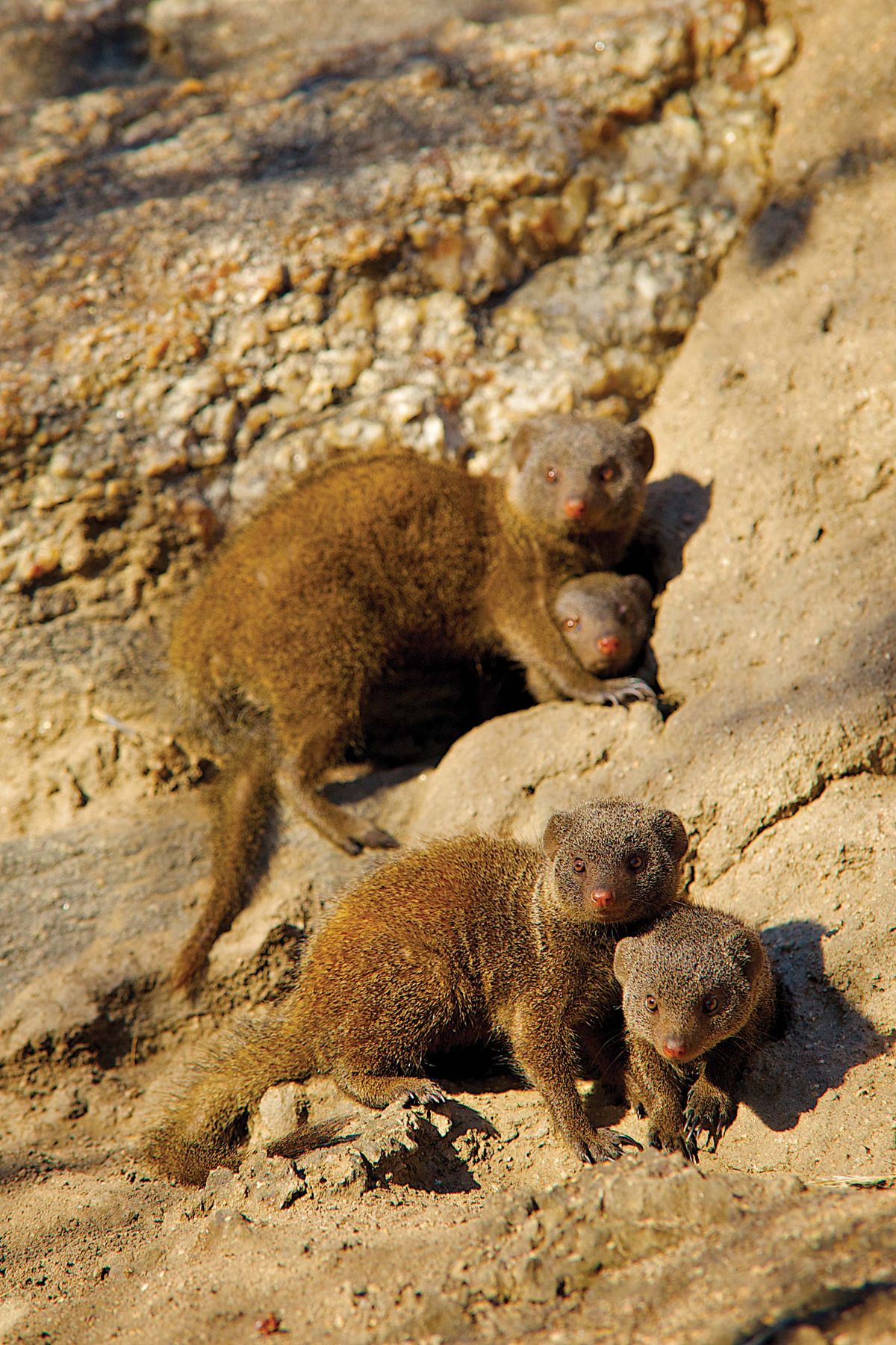 Photo of Dwarf mongooses 