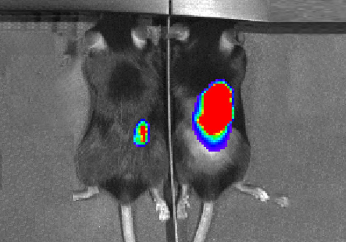 Engineered Bacteria Paint Targets on Tumors for Cancer-killing T Cells to  See