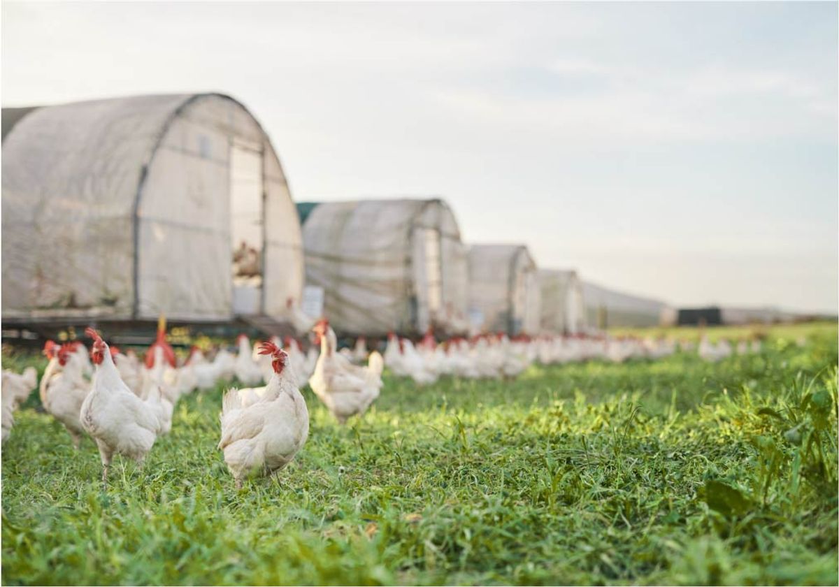 Bird Flu Hits US Hard - Vimarsana News
