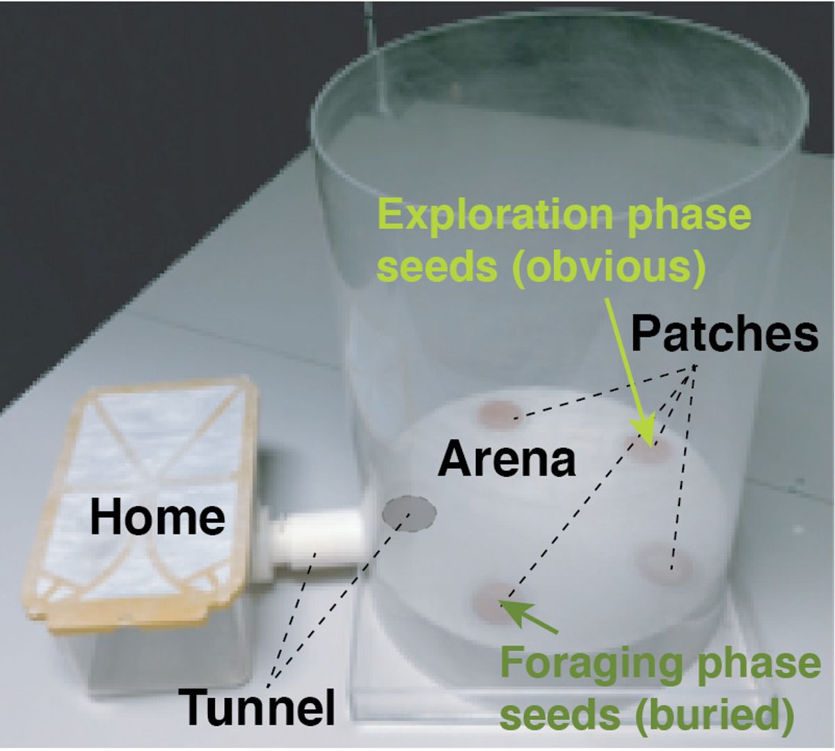 A photo of the mouse enclosure and foraging area used in the experiment. A plastic box labeled “home” is connected to a large cylinder with clear plastic walls, which is labeled “arena.” Inside the arena are small circular regions where seeds could either be displayed or buried under sand.