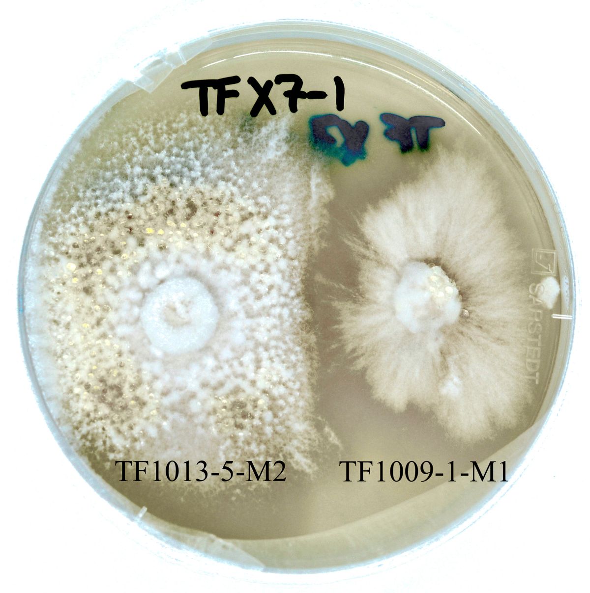 Petri dish with white fungal growths on each half