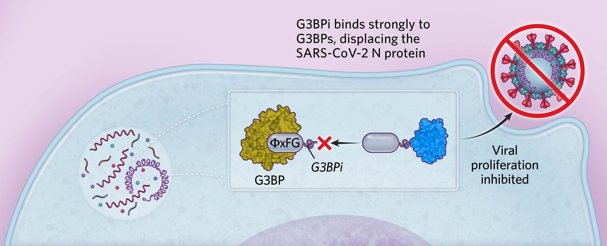 Infographic about SLiMs in SARS-CoV-2 Infection