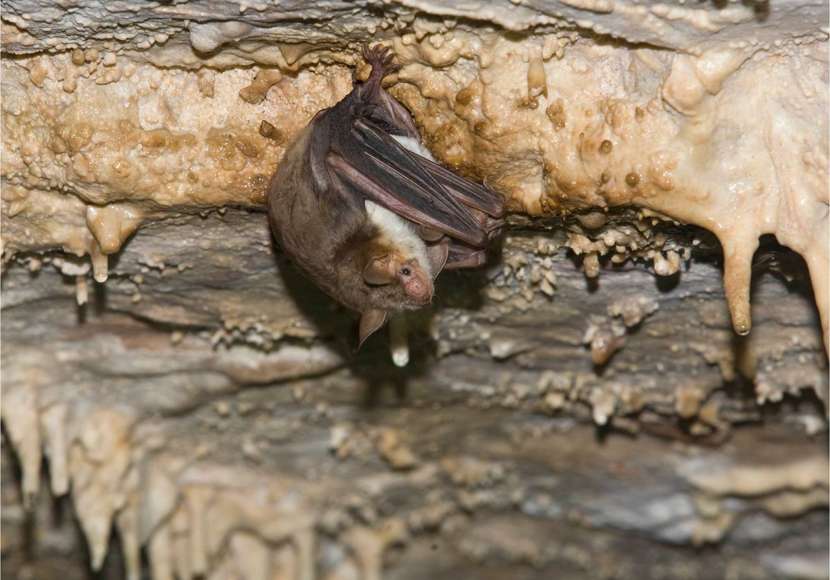 Some Bats Buzz Like Hornets to Deter Predators - Vimarsana News