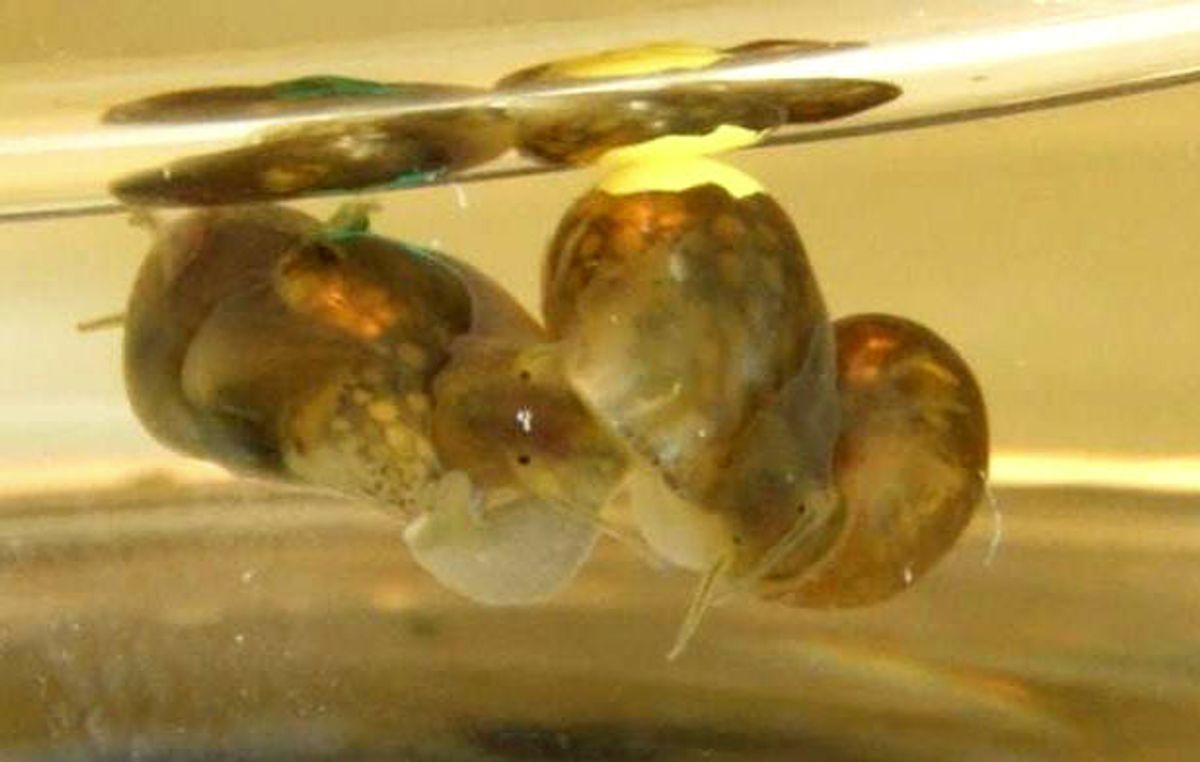 Rogue Mitochondria Turn Hermaphroditic Snails Female: Study