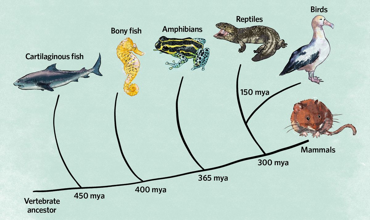 Infographic showing some examples of species that do form socially  and/or genetically monogamous pairs