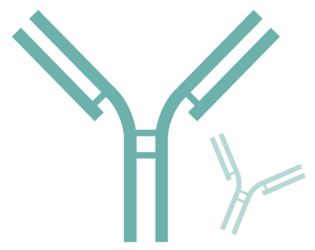 Antibody illustration