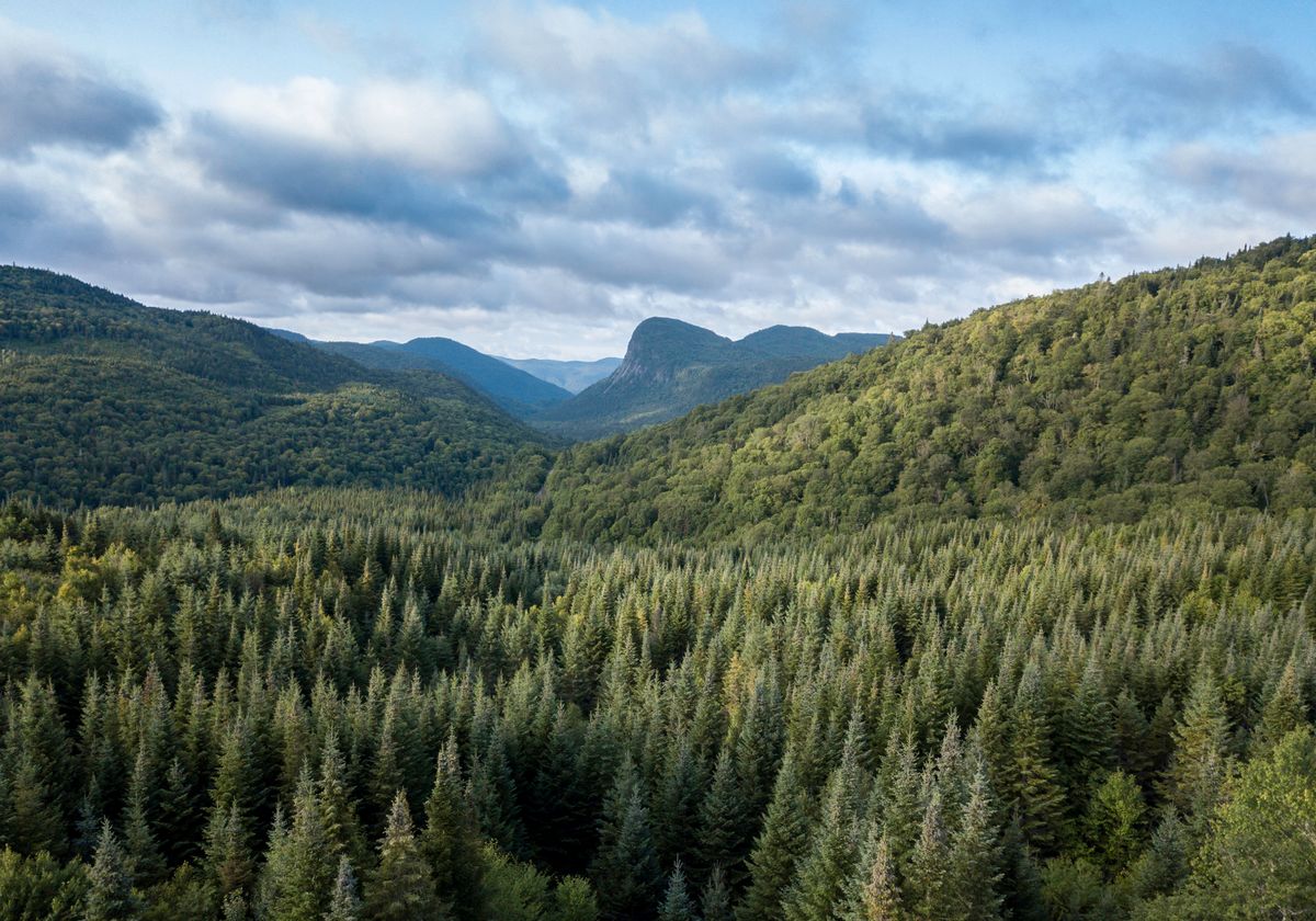Climate Change Likely to Slow Plant Growth in Northern Hemisphere - Vimarsana News