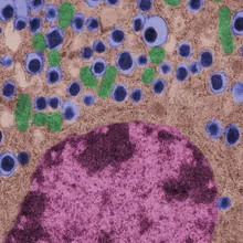 Beta Cells | The Scientist