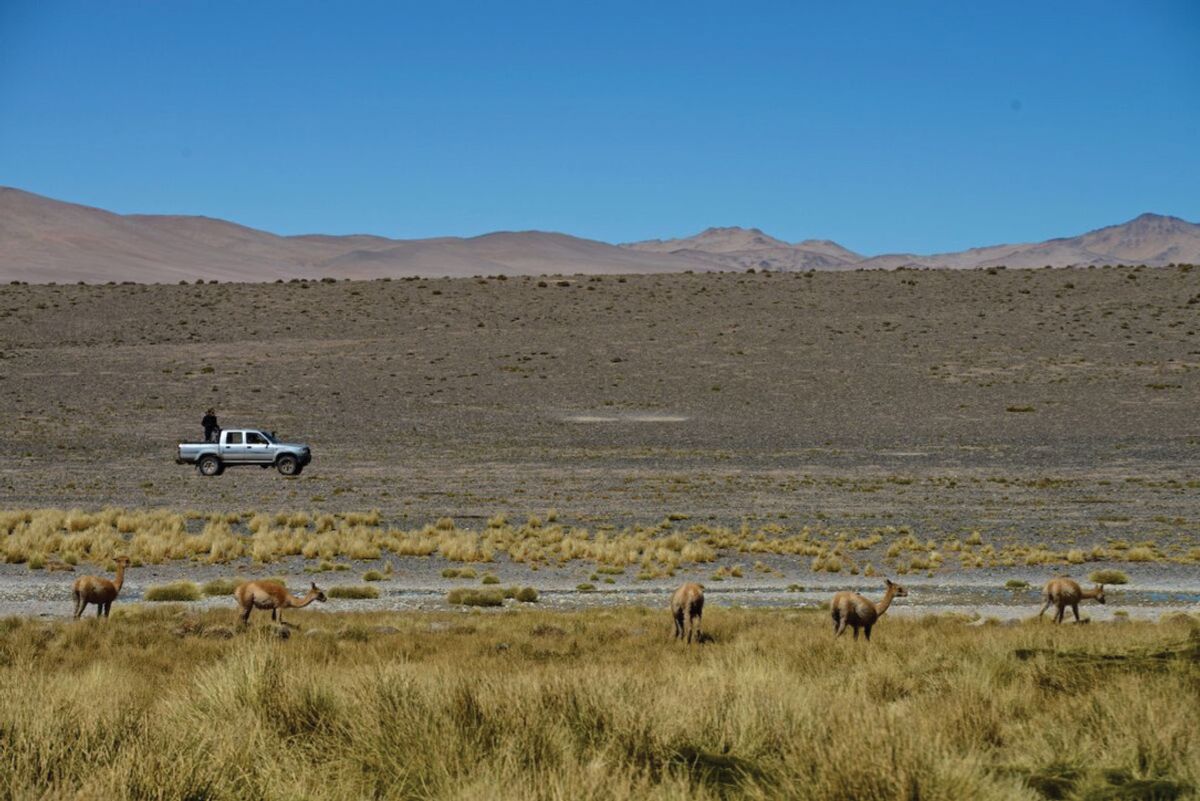 Truck parked in desert landscape with scattered vicuña carcasses.