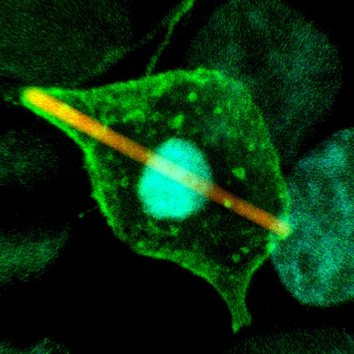 microscopic image of molecular activity with pulse (stick) going through centre 