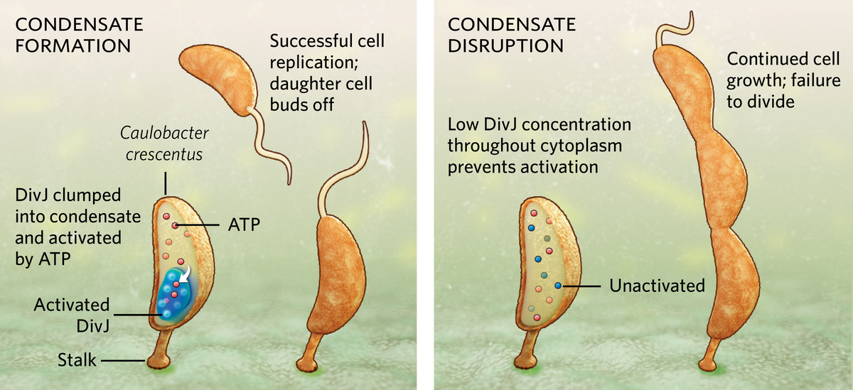 Caulobacter crescentus, concentrating DivJ