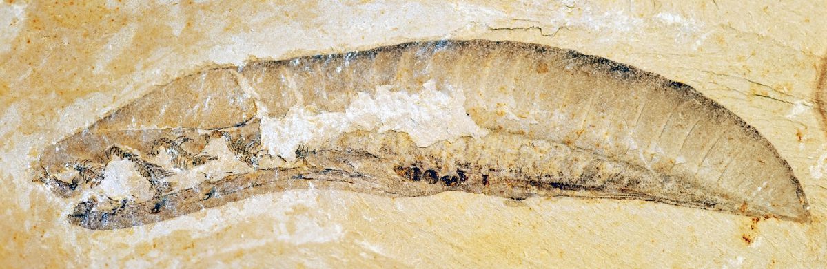 Side view of a yunnanozoan fossil.