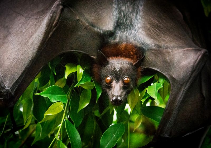 Marburg Virus Detected in Ghana for First Time Washington Dailies