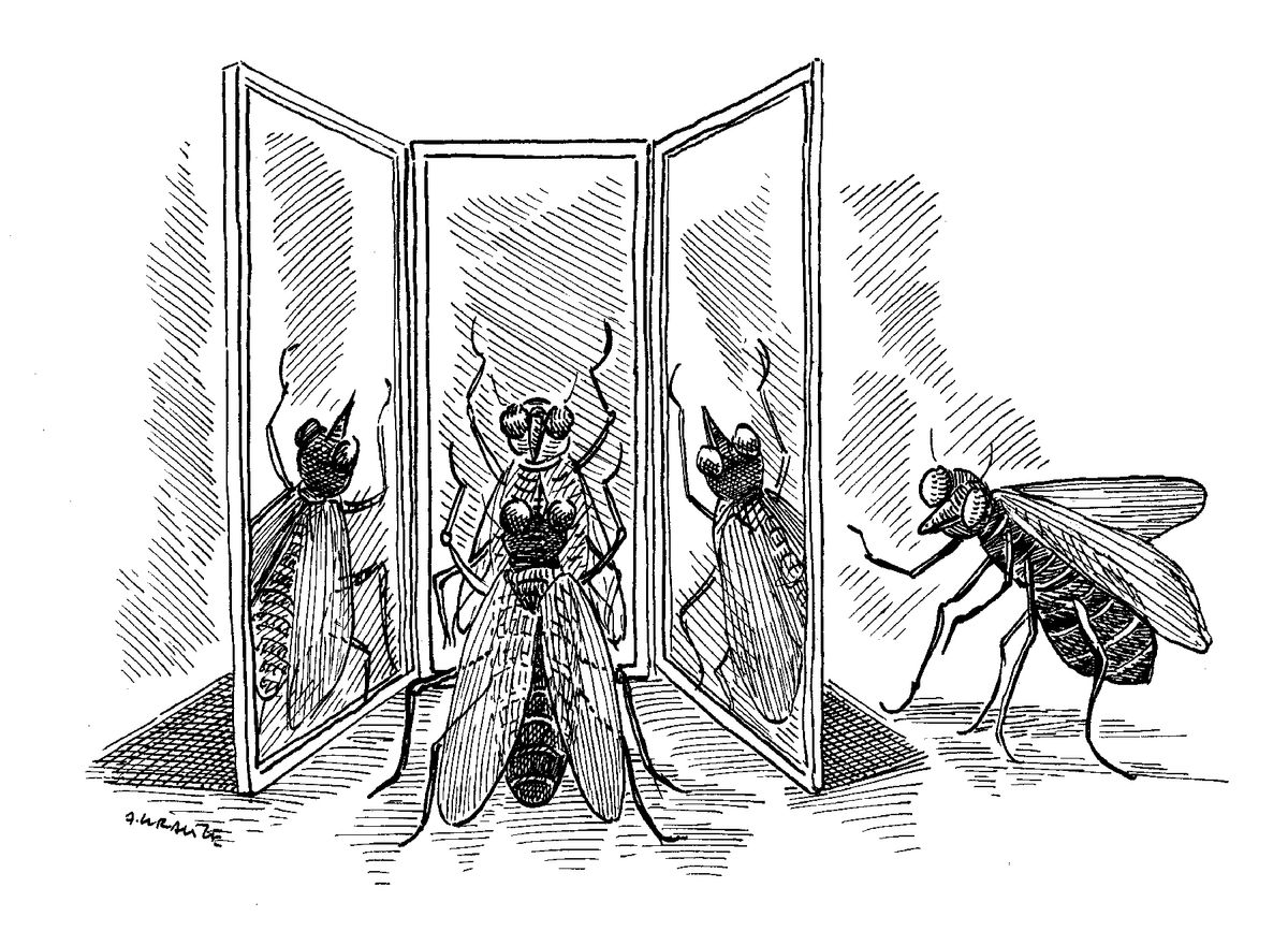 Illustration of a fruit fly singing in front of three mirrors with another hiding behind them listening. 