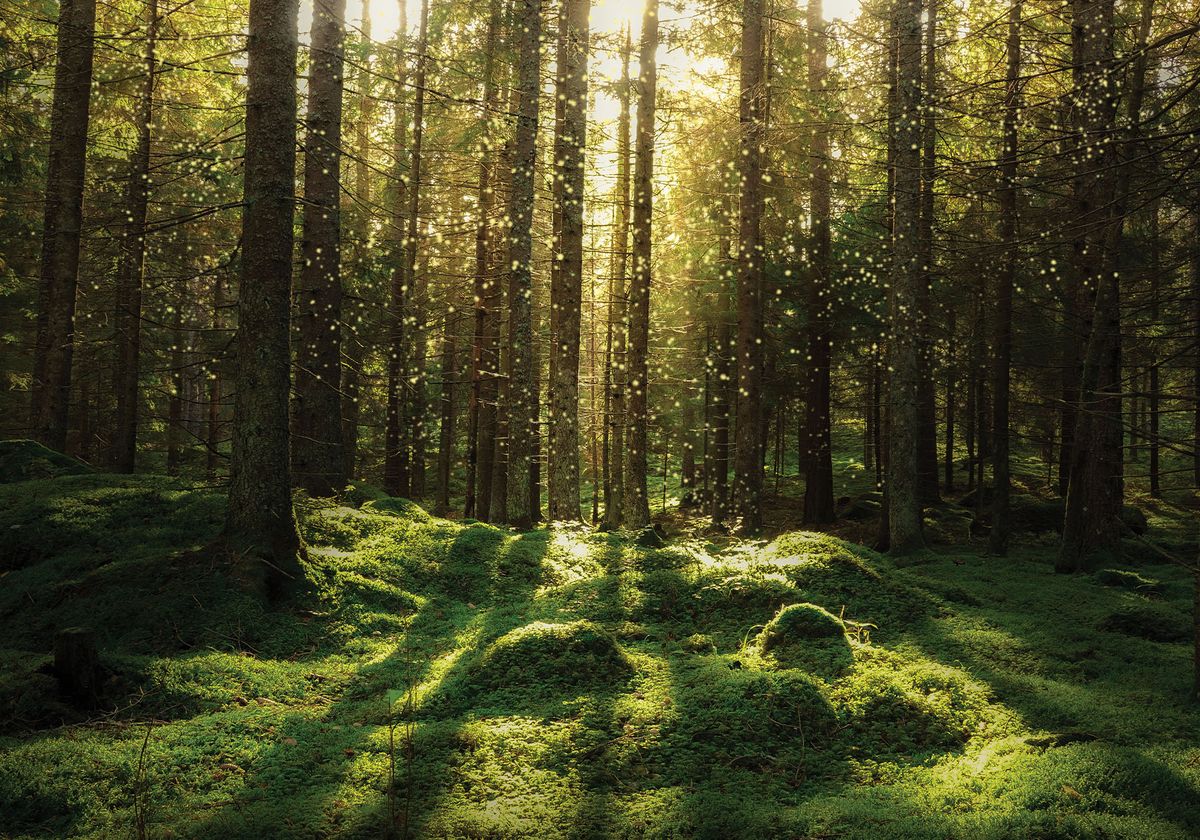 The Unusual Functions of Geosmin - Vimarsana News