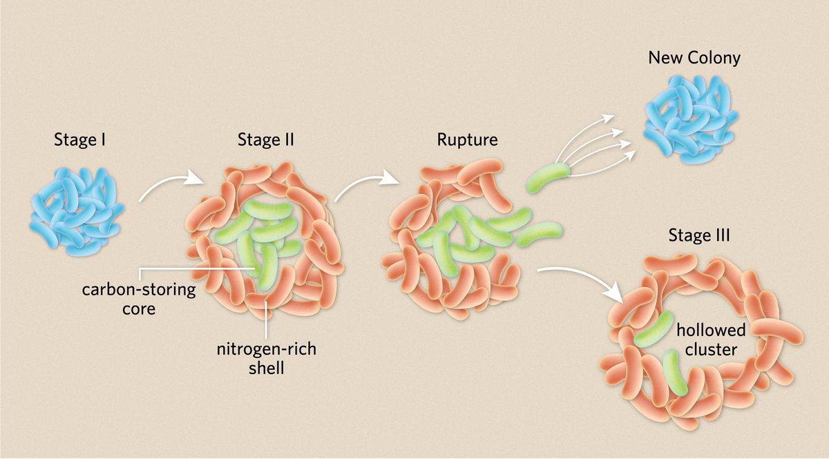 Infographic showing the three stages of spherical bacterial cooperation