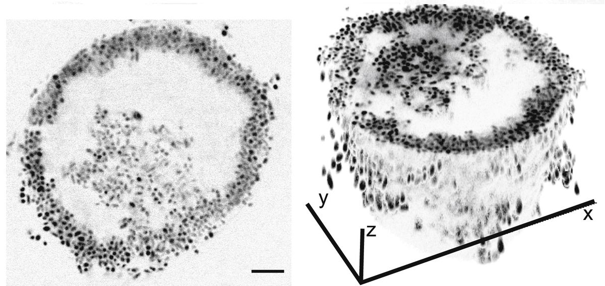 Microscopy images of cells in a spherical structure with empty space