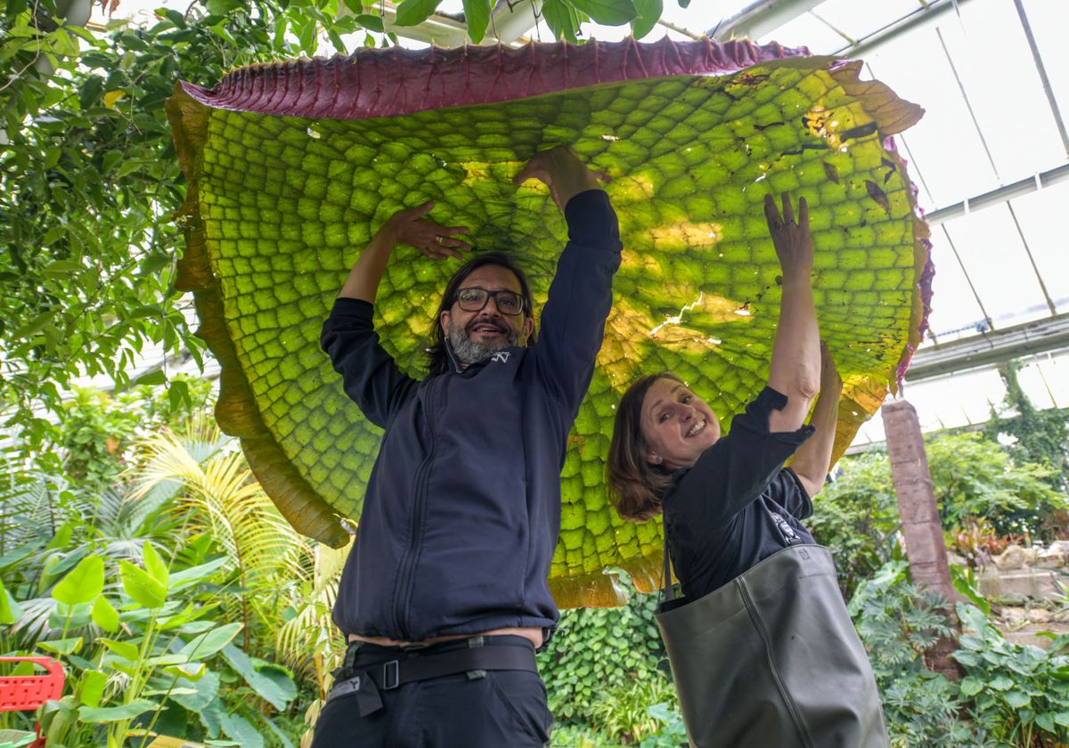 Two researchers hold up giant waterlily