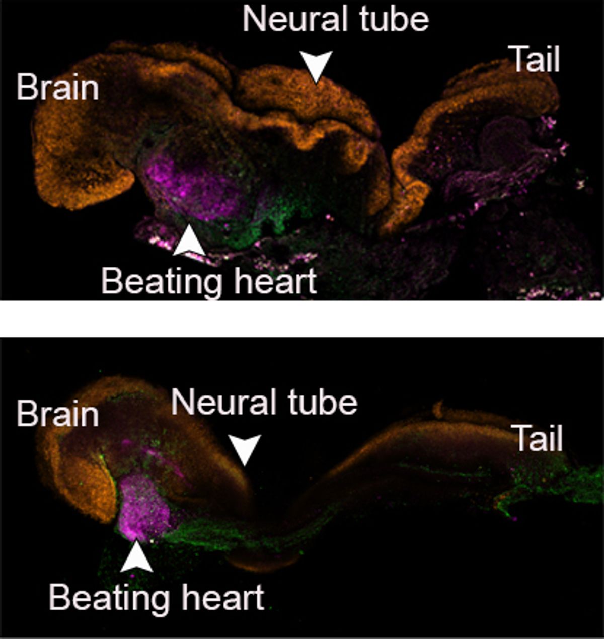 fluorescent microscopy of embryos