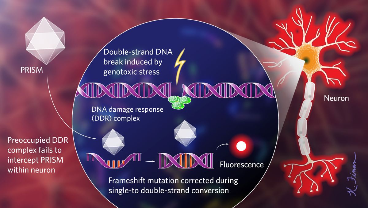 To flag neurons that have experienced genotoxic stress, researchers developed an in vivo sensor using an adeno-associated viral vector, called PRISM. Because a cell’s DNA damage response (DDR)—which activates in response to stressors such as environmental toxins or the buildup of misfolded proteins—also responds to invading pathogens, PRISM has an easier time transfecting cells whose damage response mechanisms are preoccupied with existing DNA damage. Once inside, the virus hijacks the neuron’s DNA replication machinery, which reverts an engineered frameshift mutation in the virus and thereby prompts the production of a fluorescent protein that can be observed via microscopy.