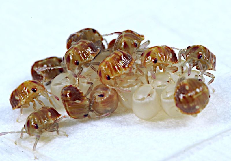 Simp Insect Experimental Evolution | The Scientist