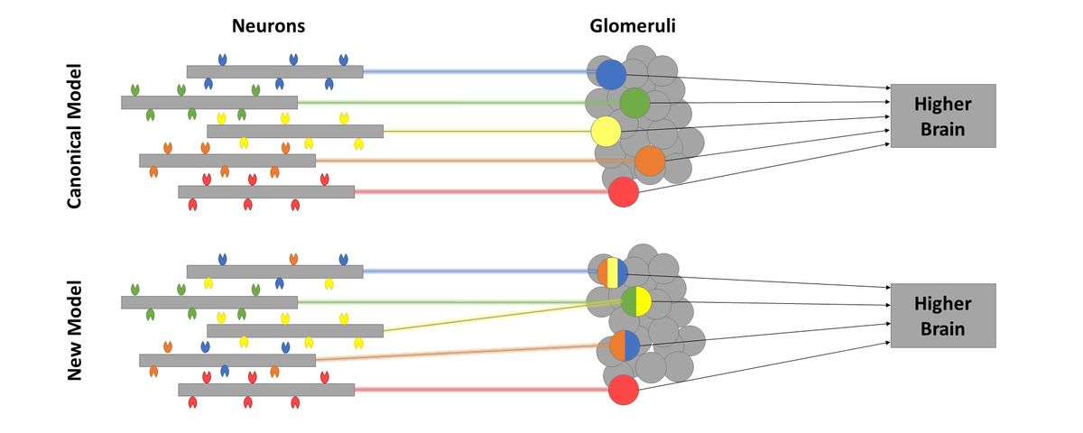 An illustrated comparison of the canonical 'one receptor-one neuron' model for olfaction and the new complex model proposed by Herre et al.