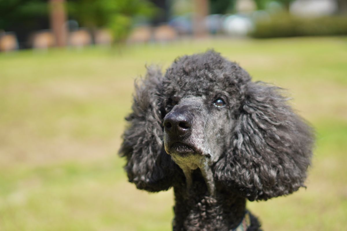 Jasmine, a black standard poodle