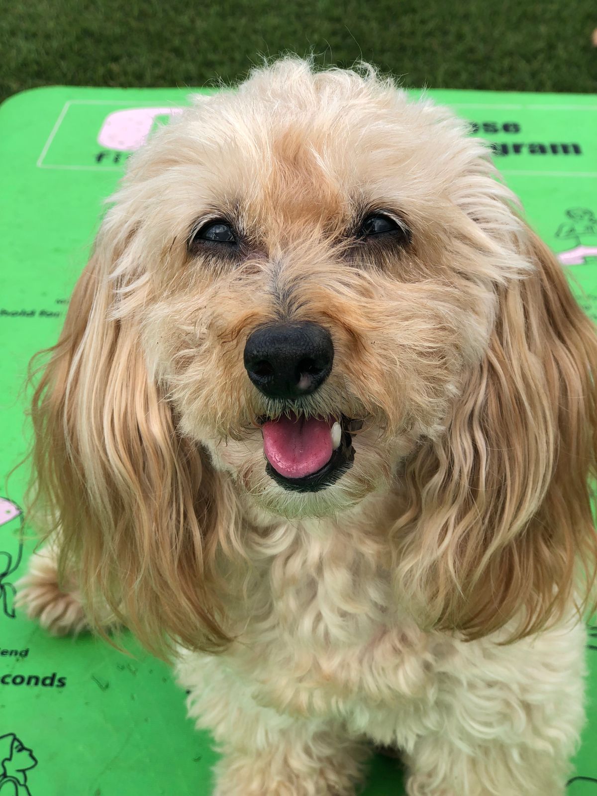 A poodle and miniature dachshund smiling at the camera