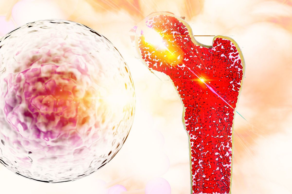 Brush Up: Hematopoietic Stem Cells and Their Role in Development and Disease Therapy - Vimarsana News