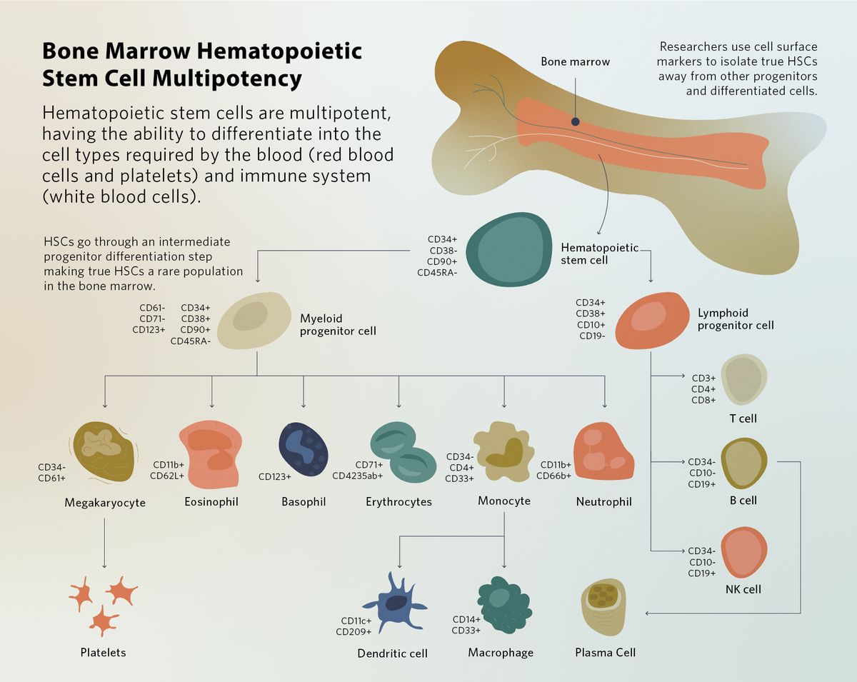 bone marrow hematopoietic stem cells