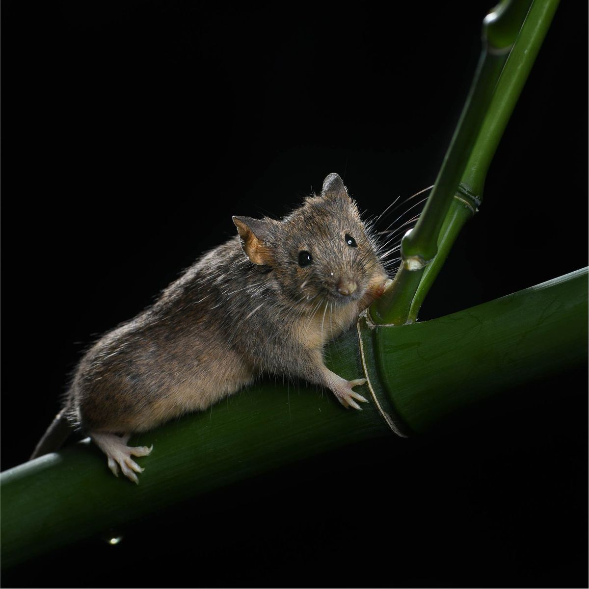 Mouse on top of bamboo shoot.