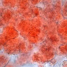 Mouse Brains Appear to Eavesdrop on Their Fat | The Scientist