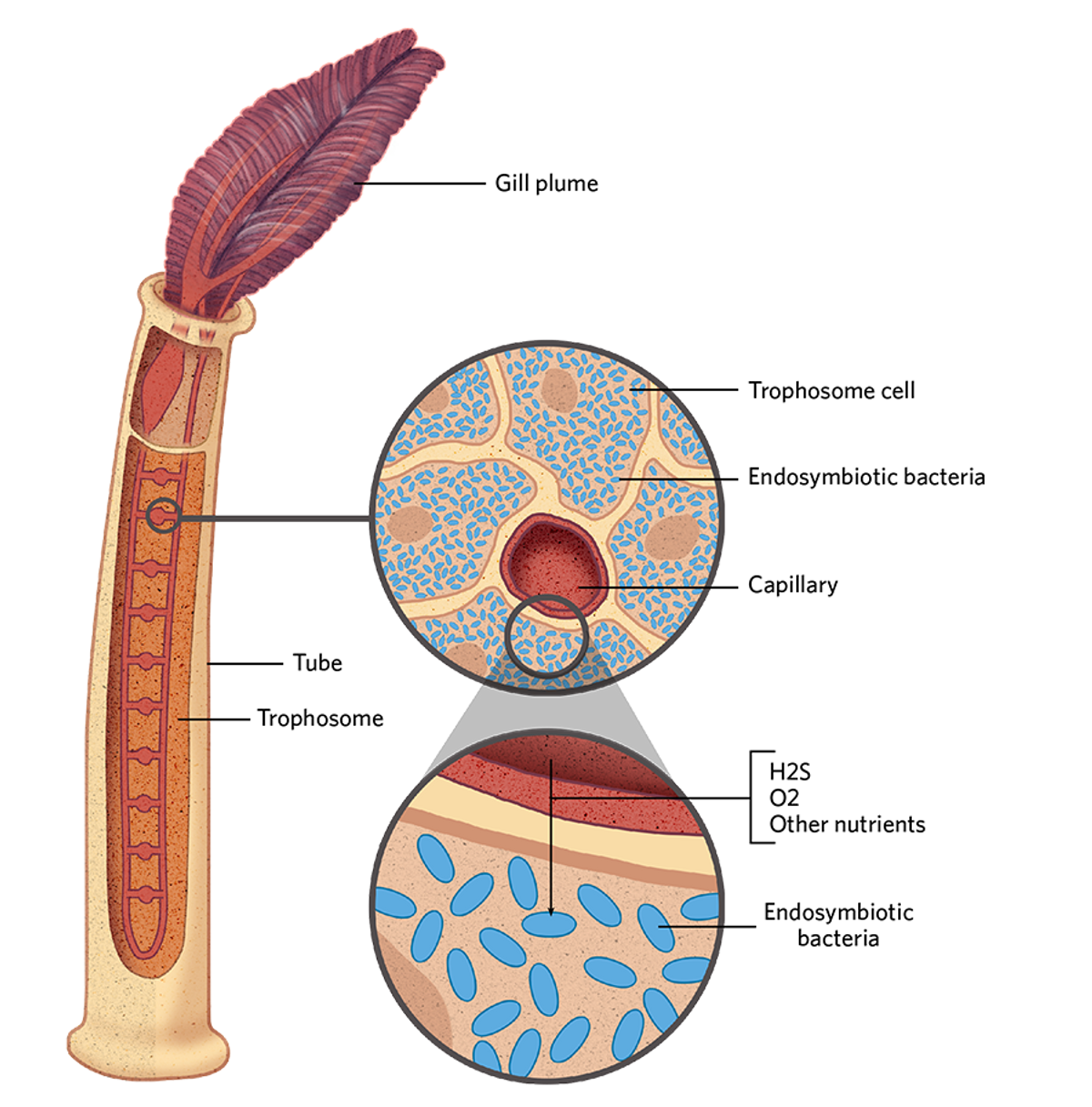 Giant Tube Worm Diagram