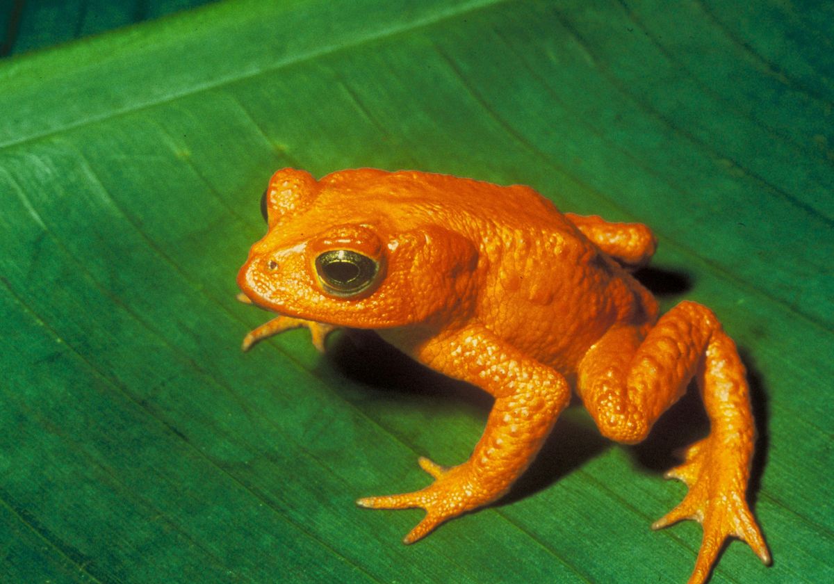 Past Malaria Surges Linked to Amphibian Die-off - Vimarsana News