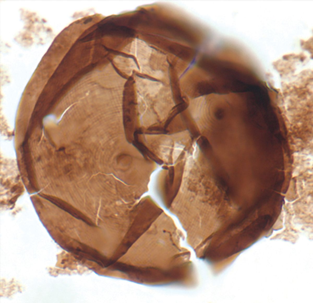 microfossil