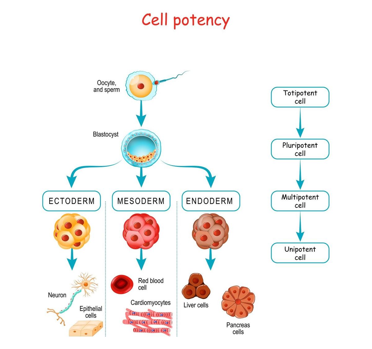Pluripotent Stem Cells Potentialities Differentiation 45 OFF