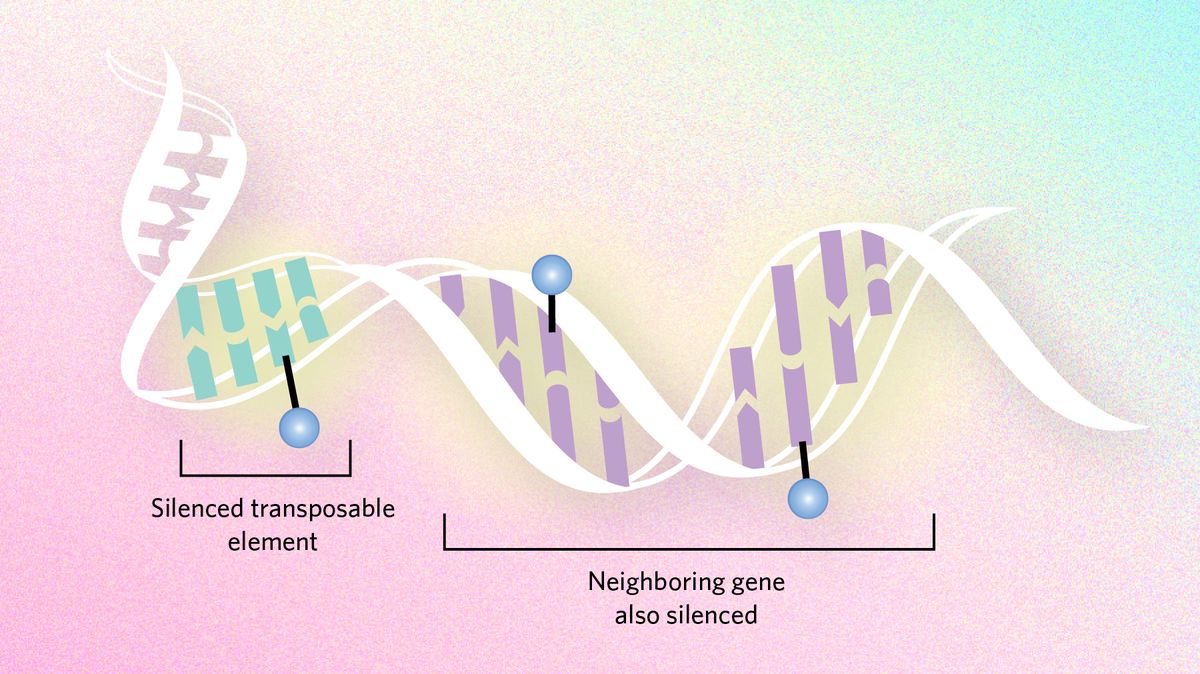 Do Epigenetic Changes Influence Evolution?, TS Digest