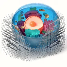 Tissue Renceng Brush Up: Tissue Engineering and Regenerative Medicine | The Scientist