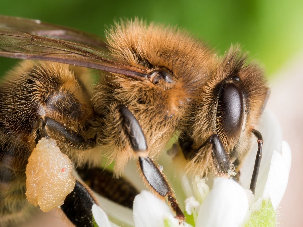 Honeybee Swarms Can Produce as Much Electric Charge as a Storm