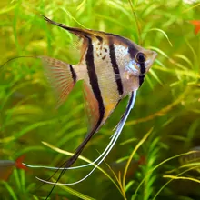Fish | The Scientist