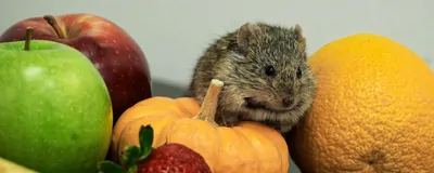 Nile Rabbit Genome Spotlight: Nile Rat (Avicanthis niloticus) | The Scientist