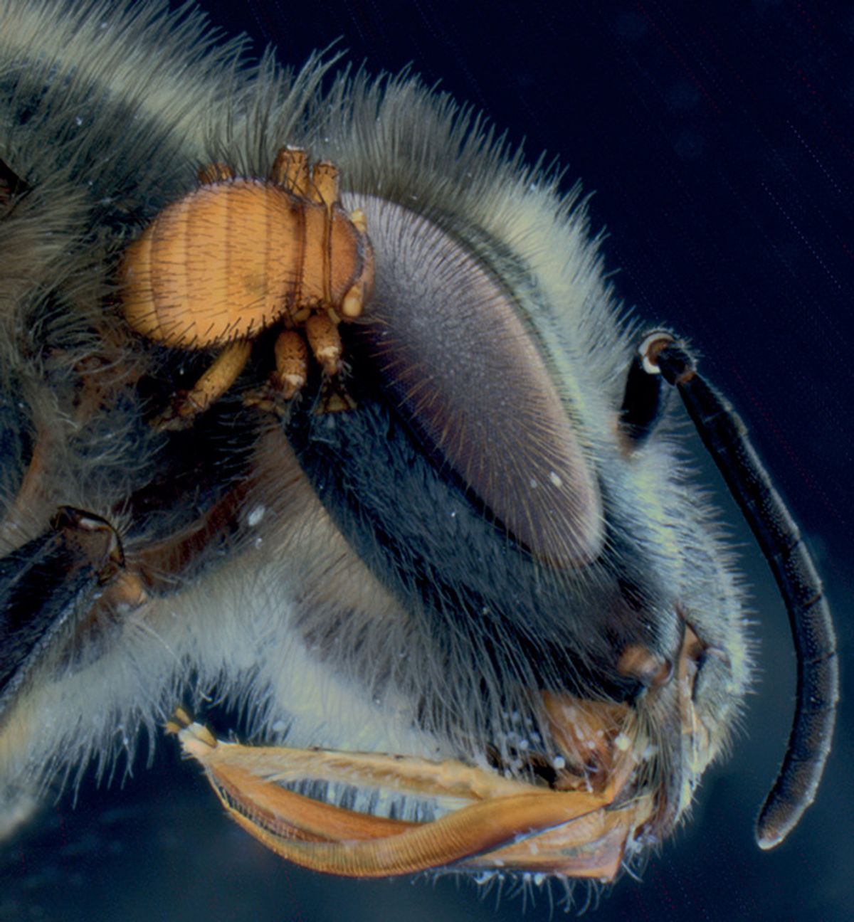 A bee louse fly on the head of a honeybee 